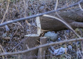 Зелен поимник: Што претставува еколошки криминал?