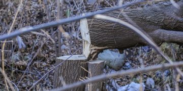 Зелен поимник: Што претставува еколошки криминал?