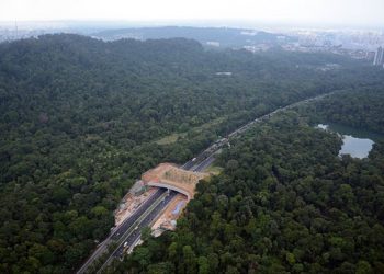 Дивите животни гинат на патиштата додека го чекаат првиот зелен премин во земјава