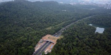 Дивите животни гинат на патиштата додека го чекаат првиот зелен премин во земјава
