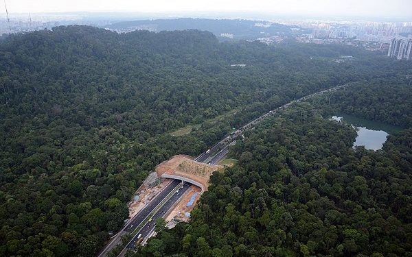 Дивите животни гинат на патиштата додека го чекаат првиот зелен премин во земјава