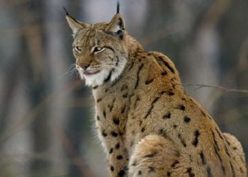 Има ли надеж за спас на „шумскиот дух“ – балканскиот рис