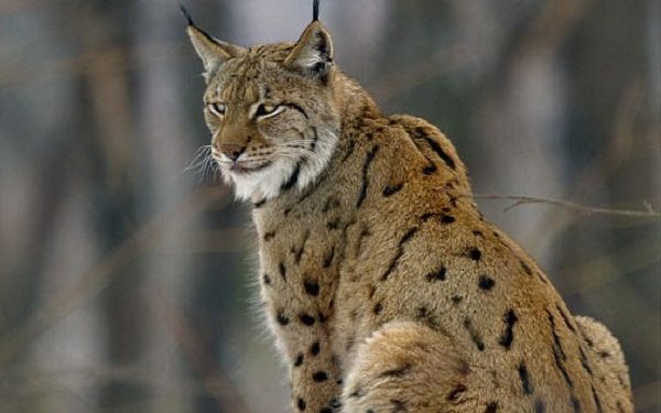 Има ли надеж за спас на „шумскиот дух“ – балканскиот рис