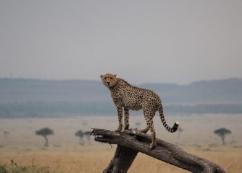 Во Кенија, 2,6 милиони животни се изложени на ризик од смрт поради суша