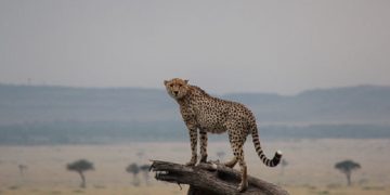 Во Кенија, 2,6 милиони животни се изложени на ризик од смрт поради суша