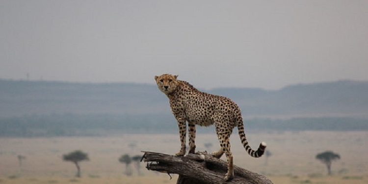 Во Кенија, 2,6 милиони животни се изложени на ризик од смрт поради суша