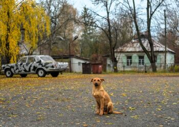 Кучињата од Чернобил со генетски модификации под влијание на радијацијата