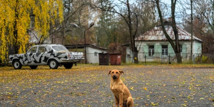 Кучињата од Чернобил со генетски модификации под влијание на радијацијата